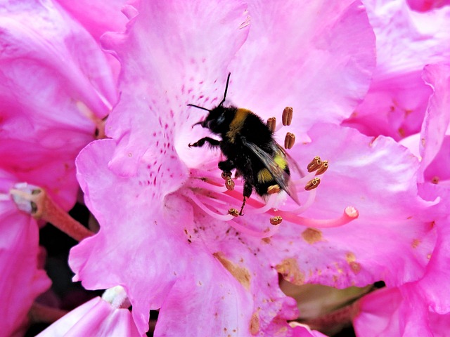 Rododendro: Flores e Histórias