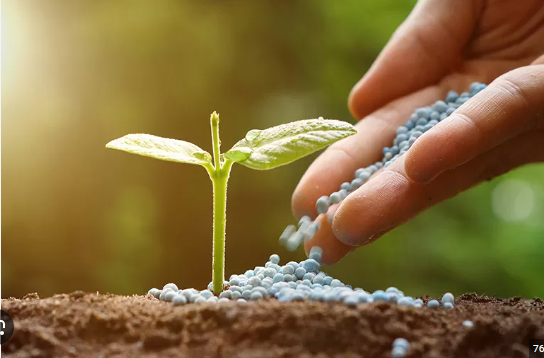 Adubo Químico ou Orgânico: Diferenças