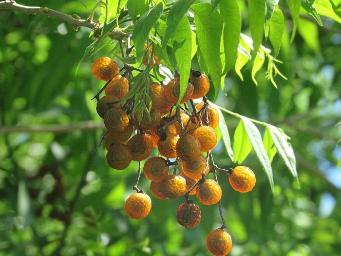 Sapindus Saponaria: Agricultura Ecológica
