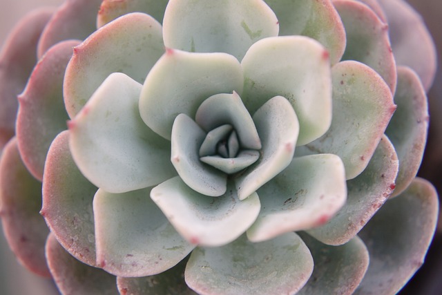 Bola-de-Neve-Mexicana: Curiosidades e História da Planta
