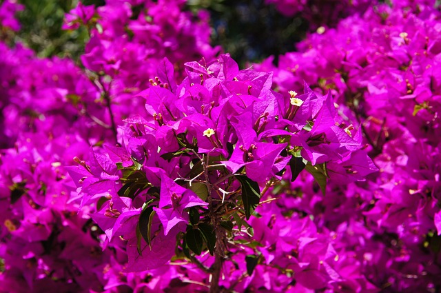 Bougainvillea: Flores Exuberantes para o seu Jardim