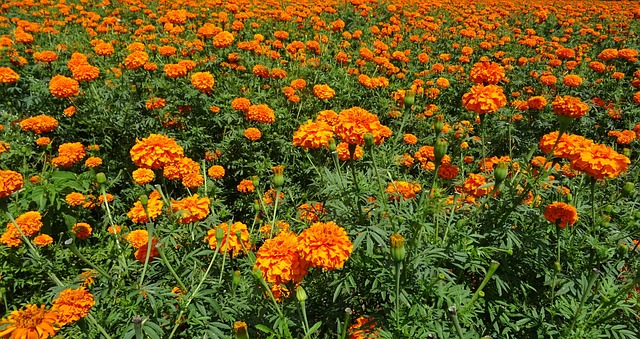 Tagetes Erecta: Flores Vibrantes que Perfumam o Ambiente