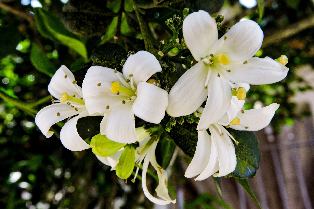 12 Flores em Formato de Estrela para o Jardim Brasileiro