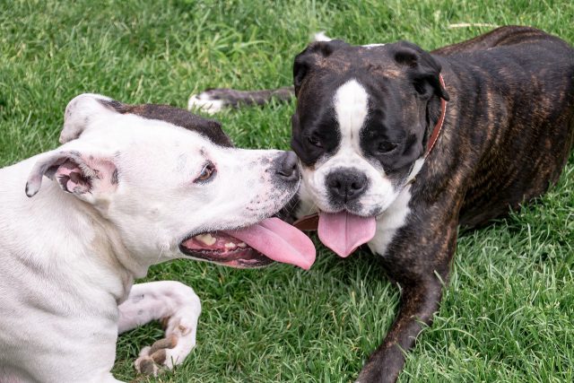 American Staffordshire Terrier: Força, Lealdade e Energia