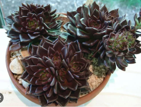 Echeveria Black Prince: O Toque Perfeito para Ambientes Internos