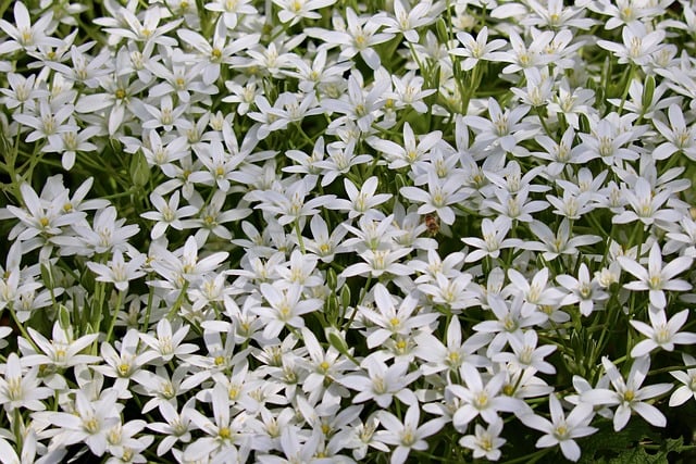 Estrela-de-Belém: Características e Curiosidades dessa Bela Flor