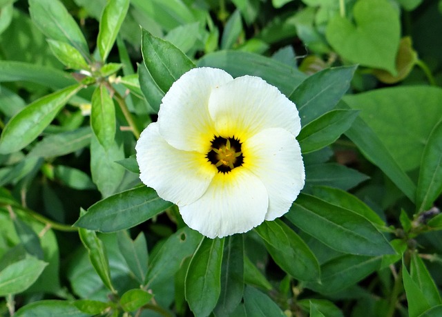 Turnera Subulata: Uma Pérola da Natureza Brasileira