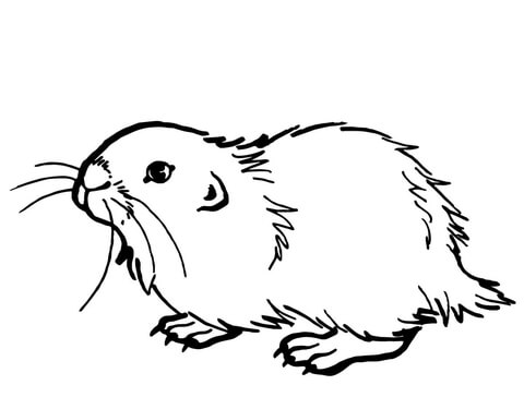 Rato Almiscarado: Morfologia Distinta
