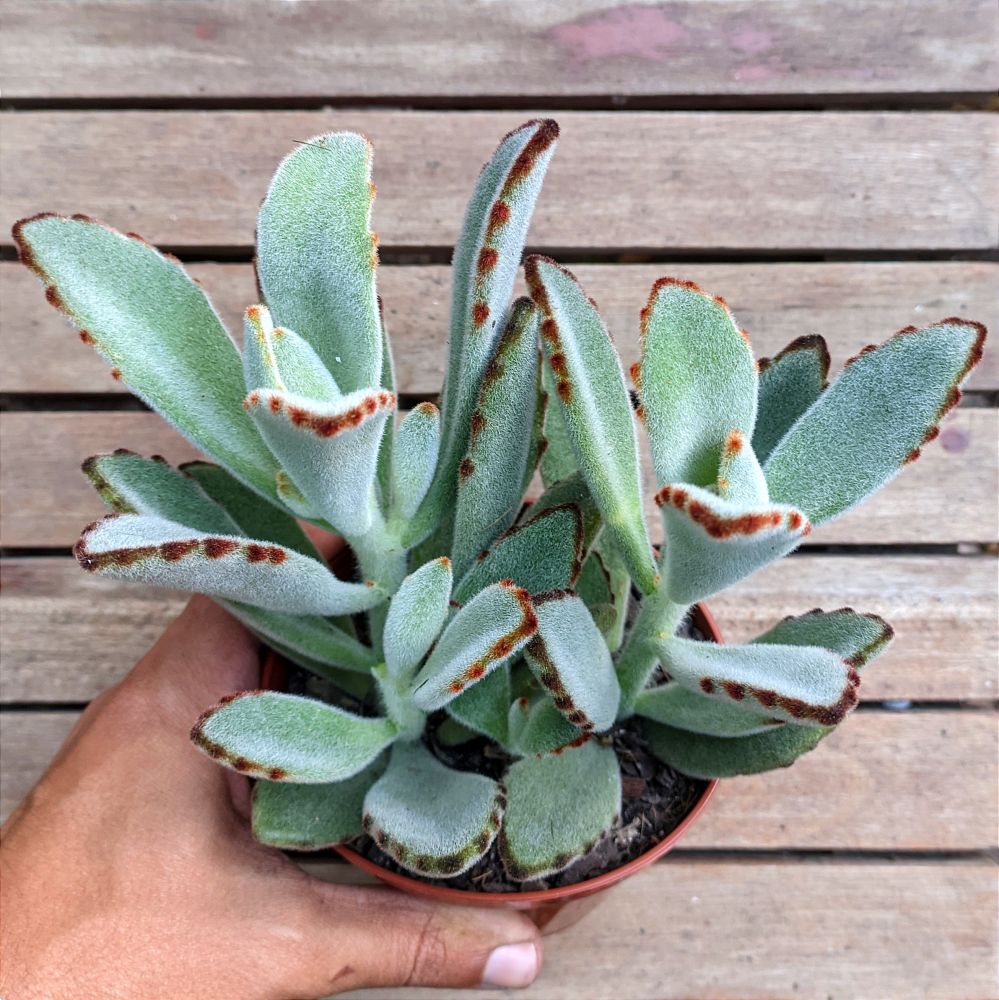 Kalanchoe Tomentosa: Encante-se com suas Características Especiais