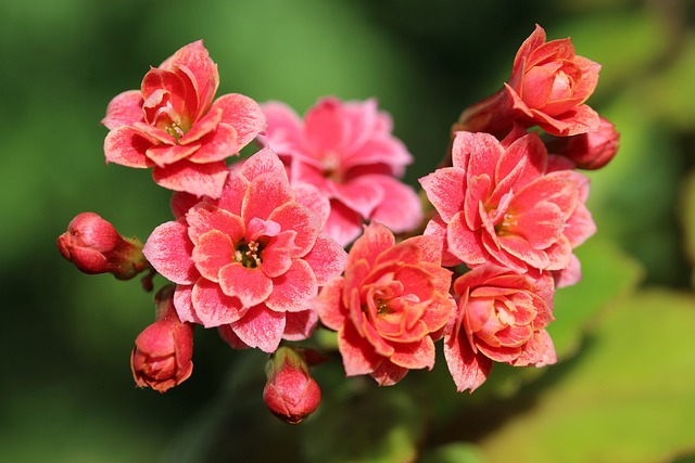 Kalanchoe: Flores Exuberantes para o seu Jardim