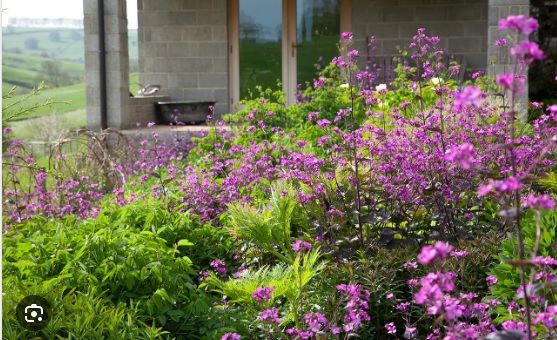 Lunaria Annua: Cultivo e Cuidados