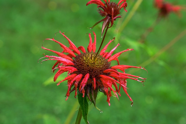 Cultivo de Monarda Didyma: Cuidados Essenciais