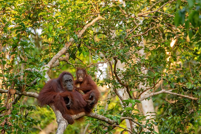 Tesouros da Natureza: Animais em Risco nas Florestas