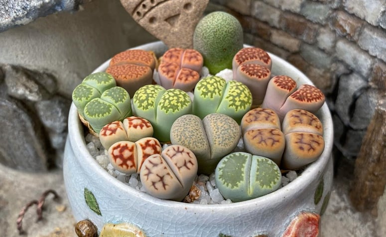 Plantas Pedra: Beleza Natural para o seu Jardim