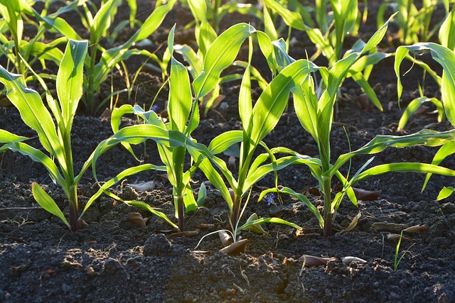Terra Vegetal: O Substrato Perfeito para o Crescimento das Plantas