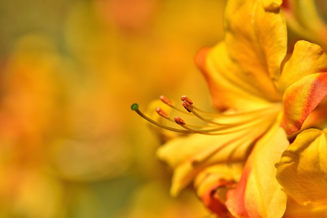 Rododendro: Beleza e Floração Exuberante na Paisagem