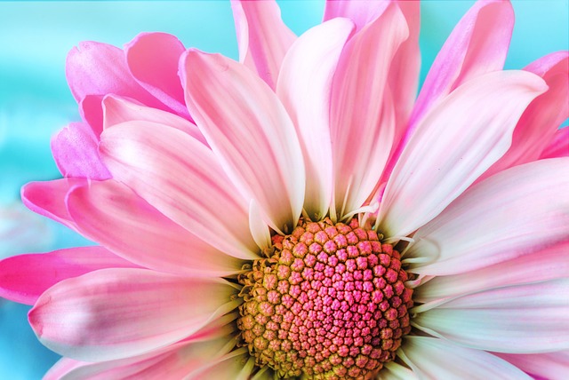 Descubra a Anatomia das Flores: Conheça suas Partes