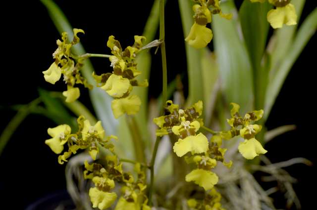 Flores Sulistas do Brasil: Beleza Endêmica