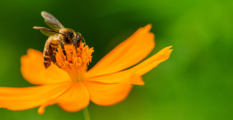 Mutualismo Ecológico: Relações Benéficas