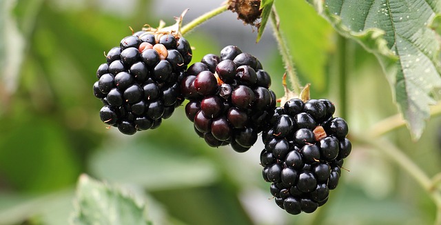 Amora: Saúde e Sabor em uma Fruta