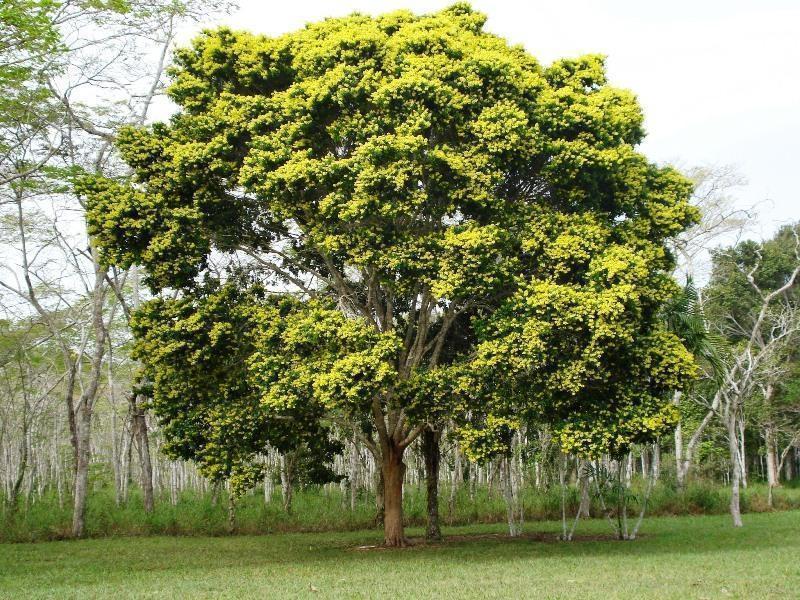 Pau-Brasil: Herança Cultural e Histórica