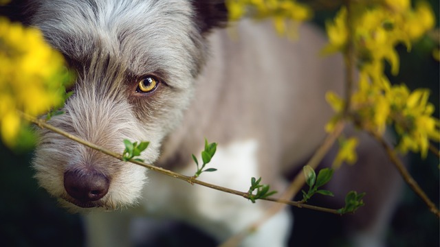 Bearded Collie: Uma Raça Versátil e Encantadora