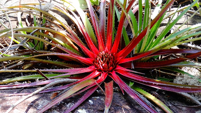Flores Raras em Risco: Conservação