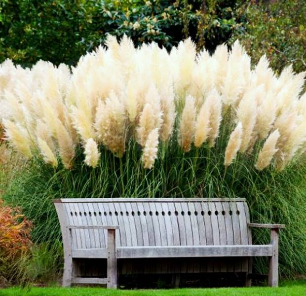 Cultivo de Capim-dos-Pampas em Vasos