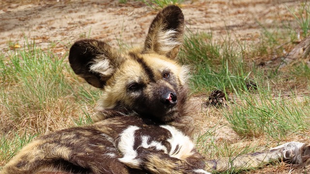Chacais e Cães Selvagens: Diferenças