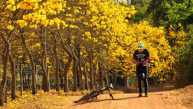 Ipê Amarelo: Um Ícone da Flora Brasileira