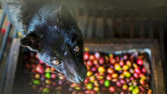 Animais Menos Reconhecidos: A a Z