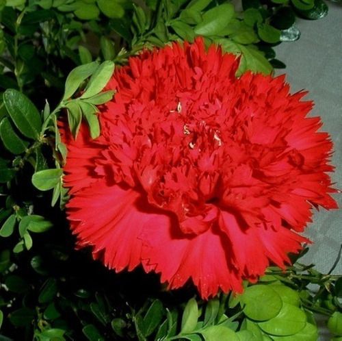 Flor Cravo: Tipos e Cores Diferentes