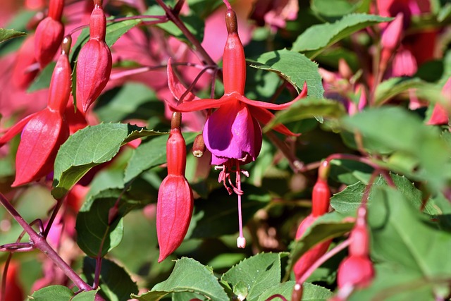 Tritonia Crocata: Explorando a Crocosmia