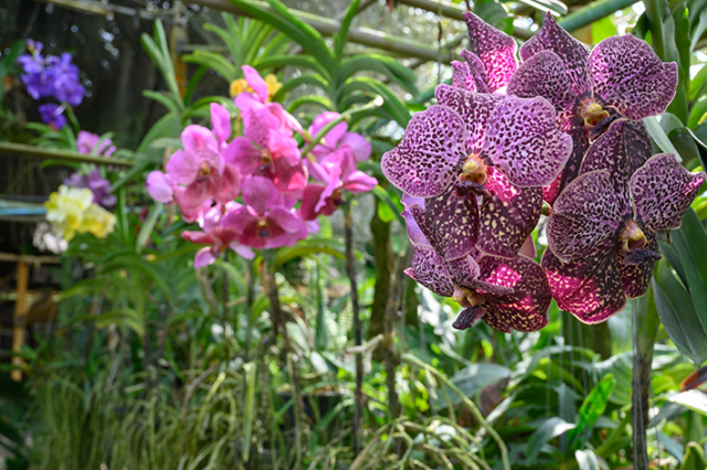 Cuidando de Orquídeas Vandas com Maestria