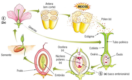 Da Flor ao Fruto: A Jornada do Ovário