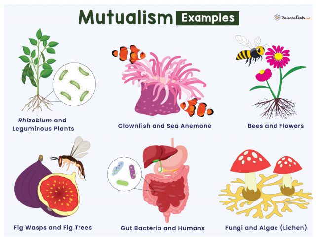 Mutualismo: Parcerias Inusitadas na Natureza