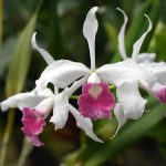 Laelia purpurata Branca e Rosa