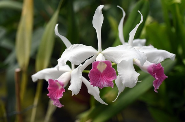 Laelia purpurata: Diversidade de Espécies