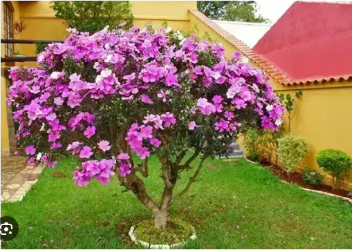 Cultivo do Manacá da Serra em Jardins
