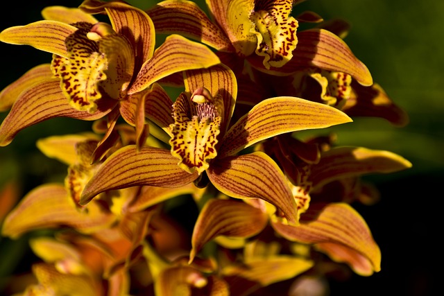 Orquídea Cymbidium: Dicas de Cuidados