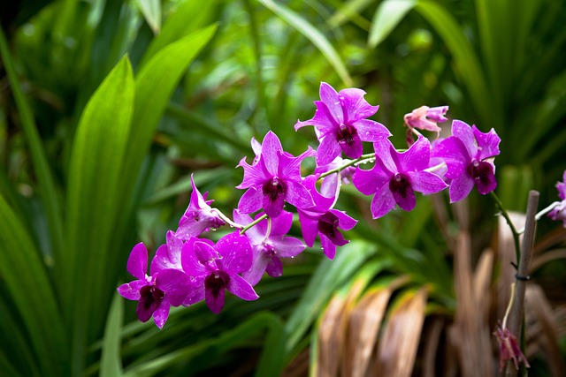 Orquídeas no Jardim: Dicas de Paisagismo