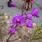 Orquídea do Pantanal