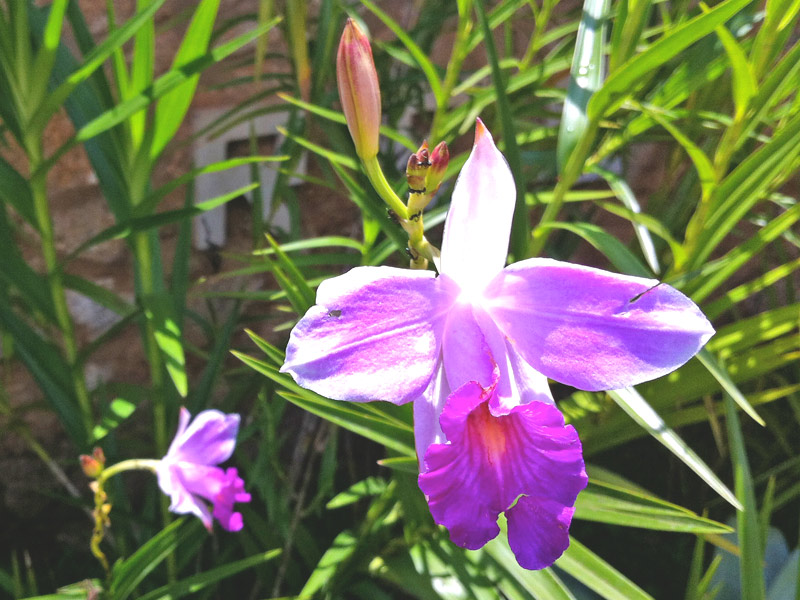 Orquídeas Terrestres: Visão Geral