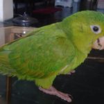 Papagaio em cim da Mesa