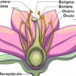Partes da Flor