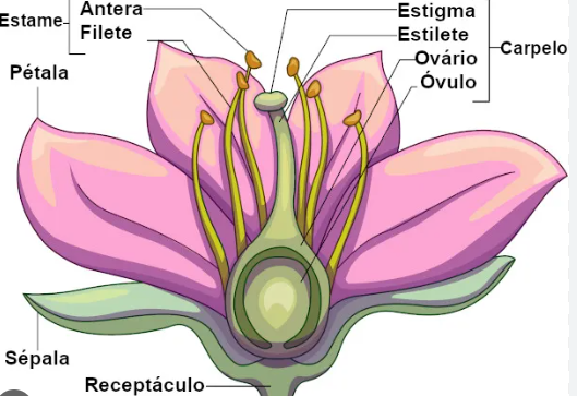 Diversidade de Ovários Florais