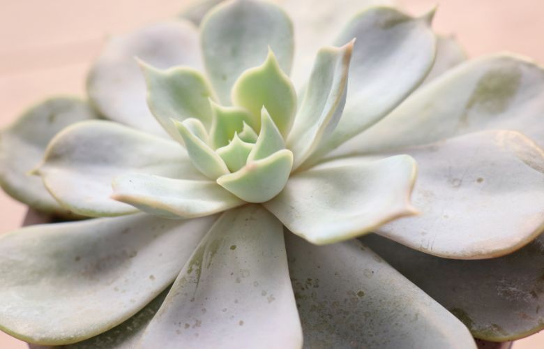Planta Fantasma: Cuidados Essenciais