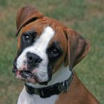 Rosto do Cachorro Boxer
