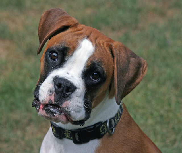 Dicas para Cuidar da Pelagem do Seu Boxer