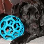 Terra Nova Brincando com Bola Azul